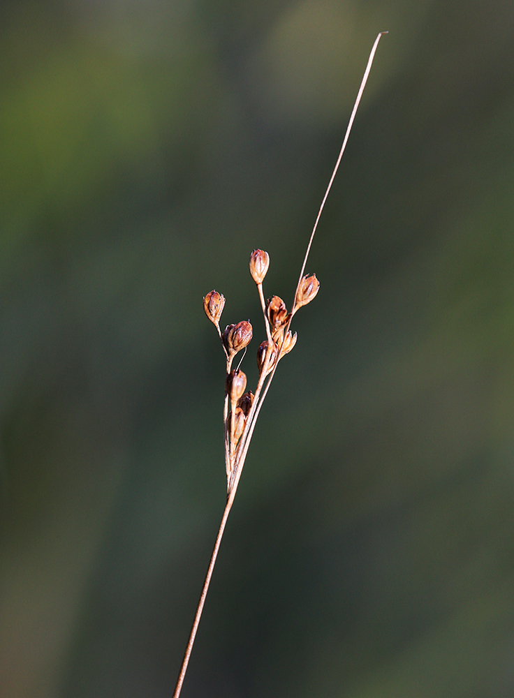 Изображение особи Juncus gracillimus.