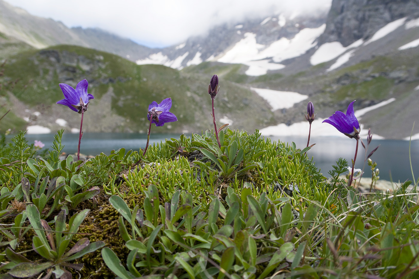 Image of Campanula saxifraga specimen.