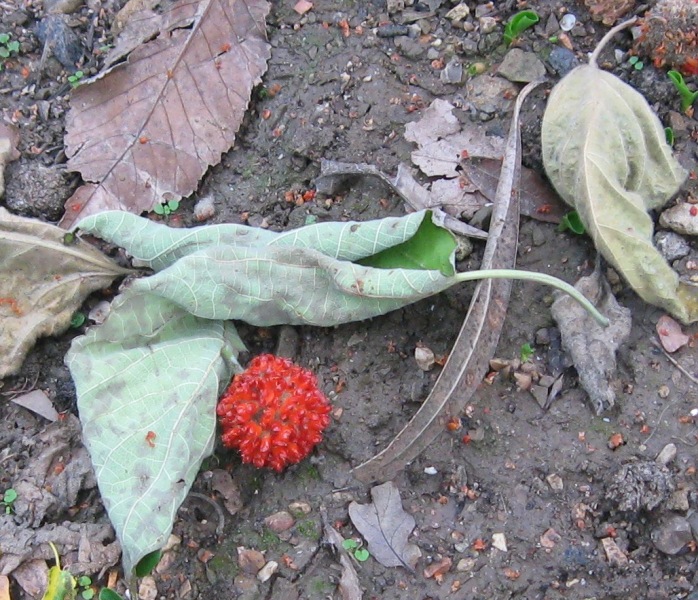 Image of Broussonetia papyrifera specimen.