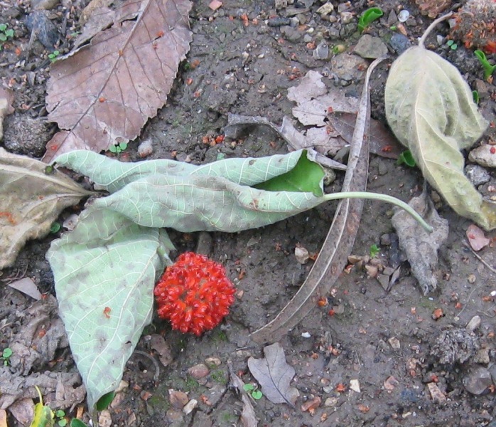 Изображение особи Broussonetia papyrifera.