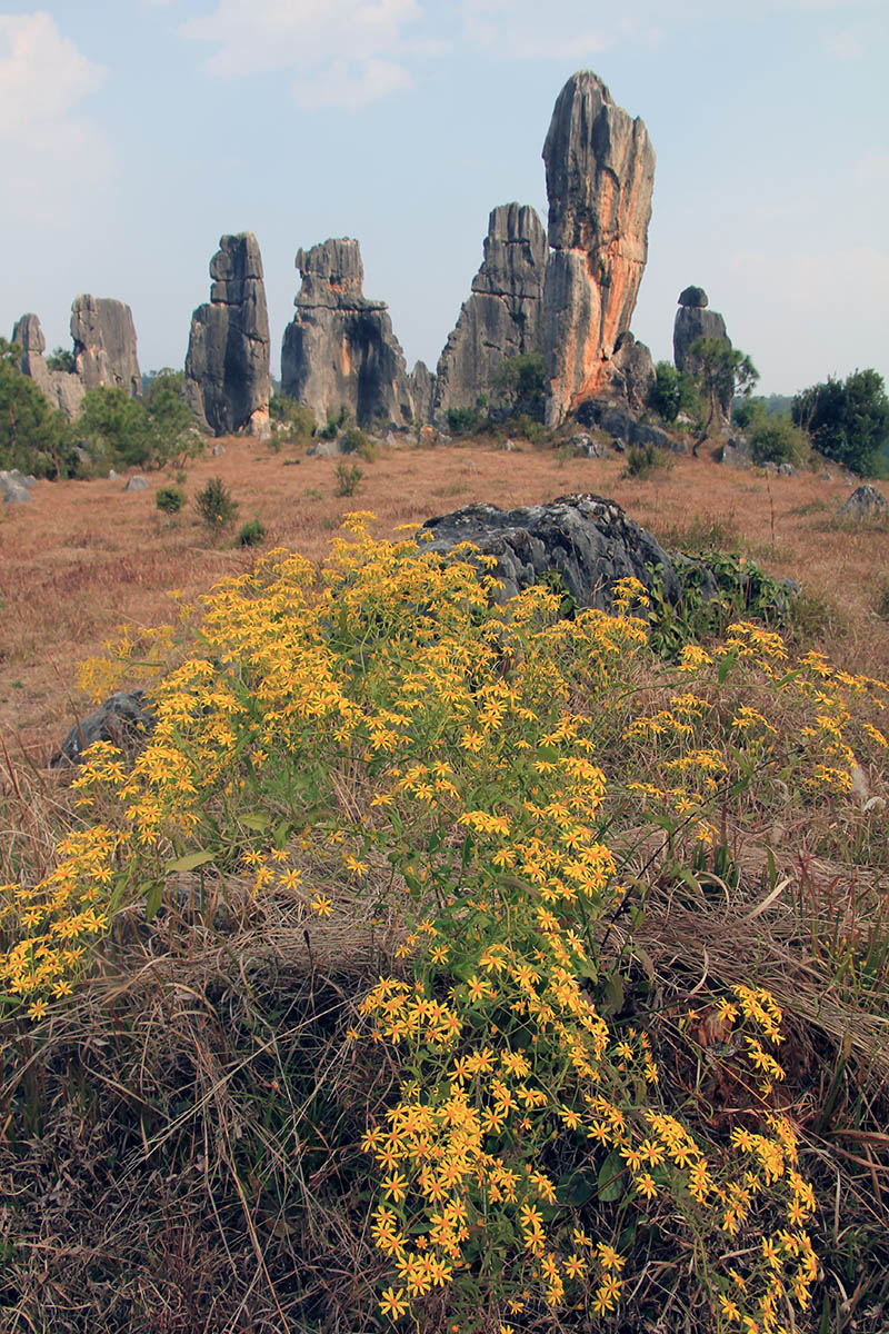 Изображение особи семейство Asteraceae.