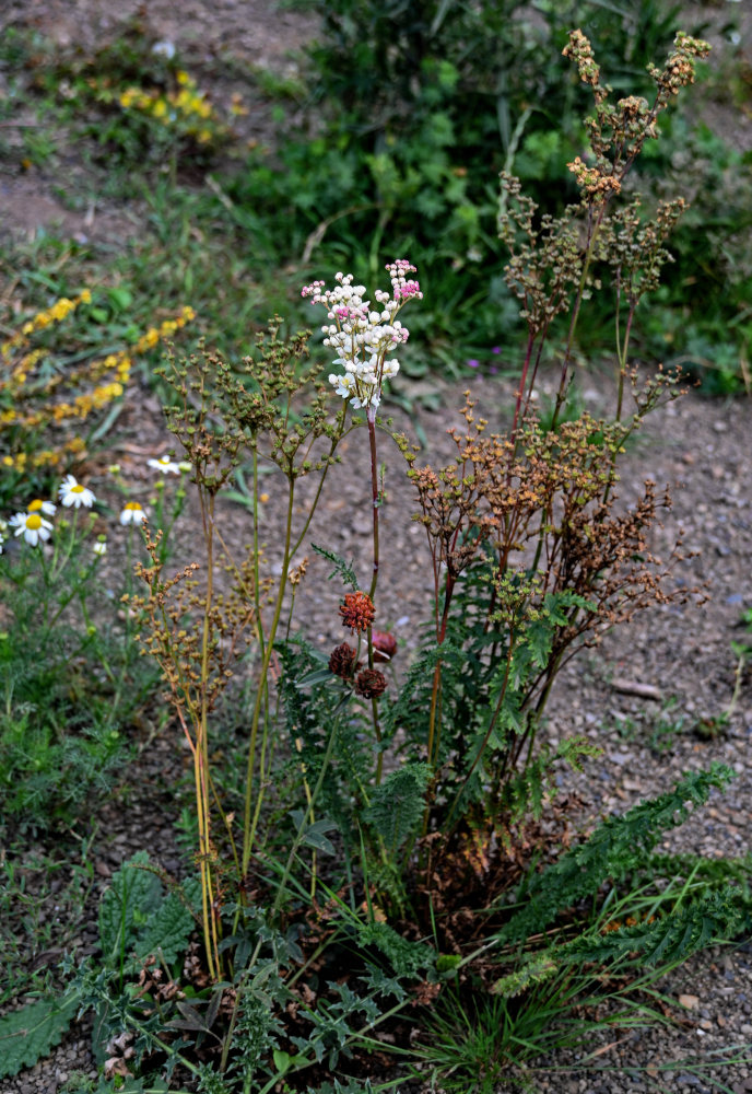 Image of Filipendula vulgaris specimen.