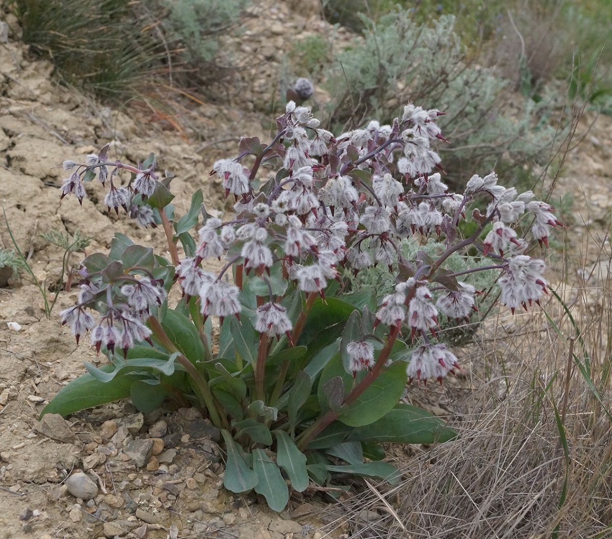 Image of Rindera tetraspis specimen.