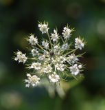 Daucus carota. Соцветие. Республика Адыгея, окраина пос. Каменномостский, ур. Холодное, луг. 28 июля 2022 г.