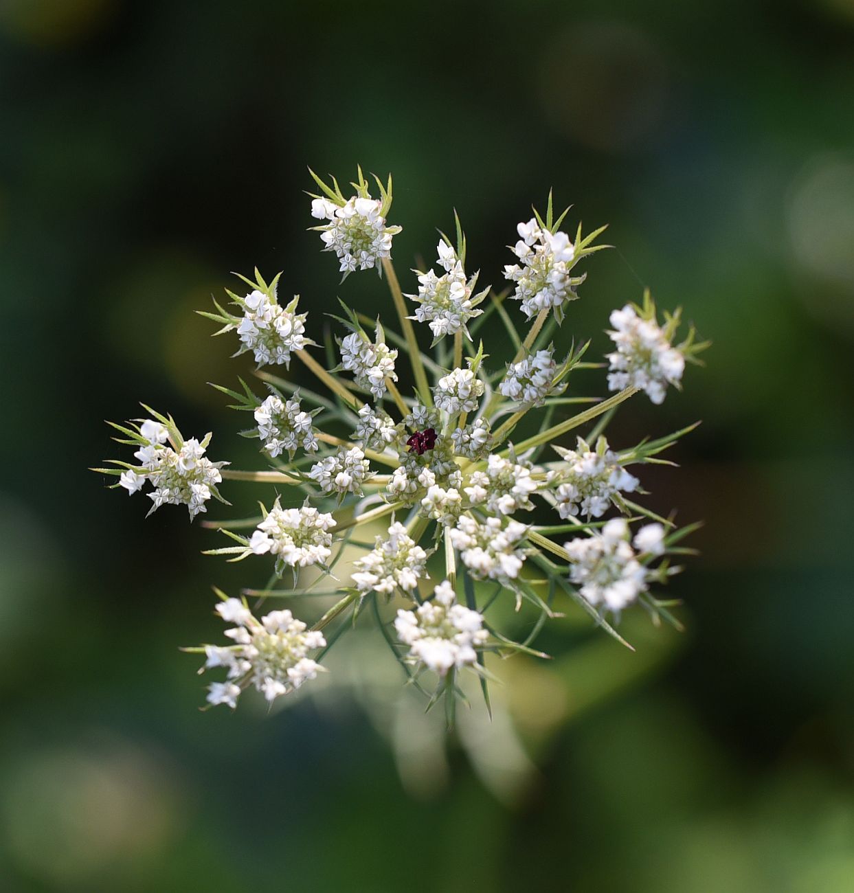 Изображение особи Daucus carota.