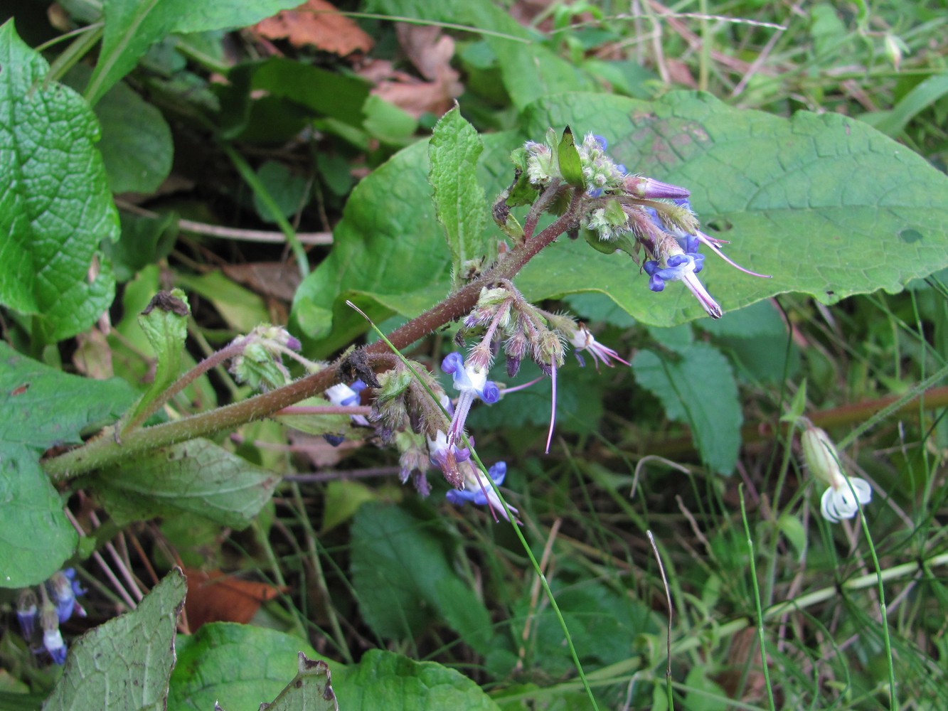 Изображение особи Trachystemon orientalis.