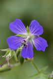 Geranium pratense. Цветок. Южный Казахстан, Таласский Алатау, ущелье Коксай, высота 2150 м н.у.м.