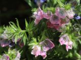 Echium vulgare. Цветки. Томская обл., г. Томск, Академгородок, в культуре. 23.07.2022.