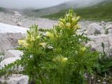 Pedicularis condensata. Верхушка цветущего растения. Адыгея, Кавказский биосферный заповедник, Фишт-Оштенский массив, высокогорное плато на юго-восточном склоне горы, ≈ 2200 м н.у.м., крупнокаменистая россыпь. 13.08.2016.