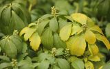 Pachysandra terminalis. Верхушки побегов с бутонизирующими соцветиями. Краснодарский край, Черноморское побережье Кавказа, м/о город-курорт Геленджик, с. Кабардинка, Старый парк. 21 января 2017 г.