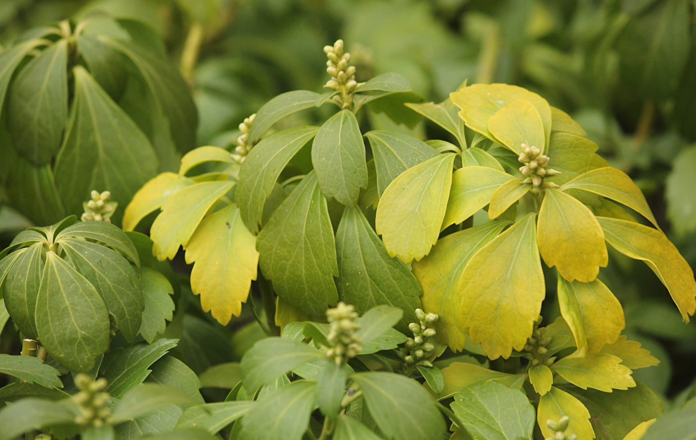 Изображение особи Pachysandra terminalis.