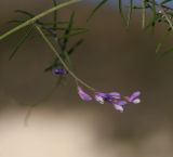 Vicia palaestina