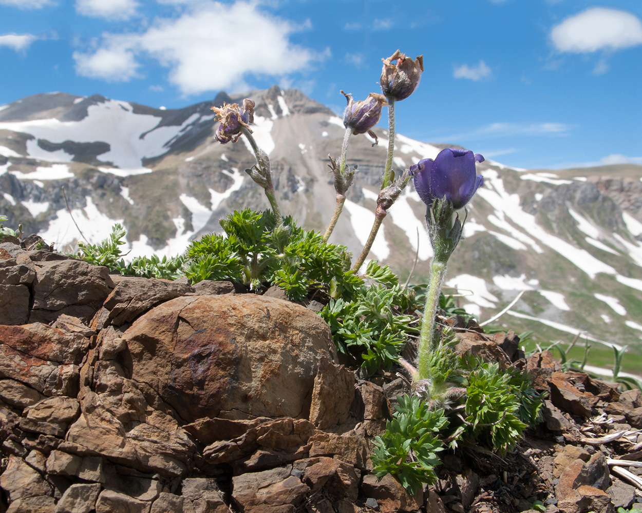 Изображение особи Pulsatilla violacea.