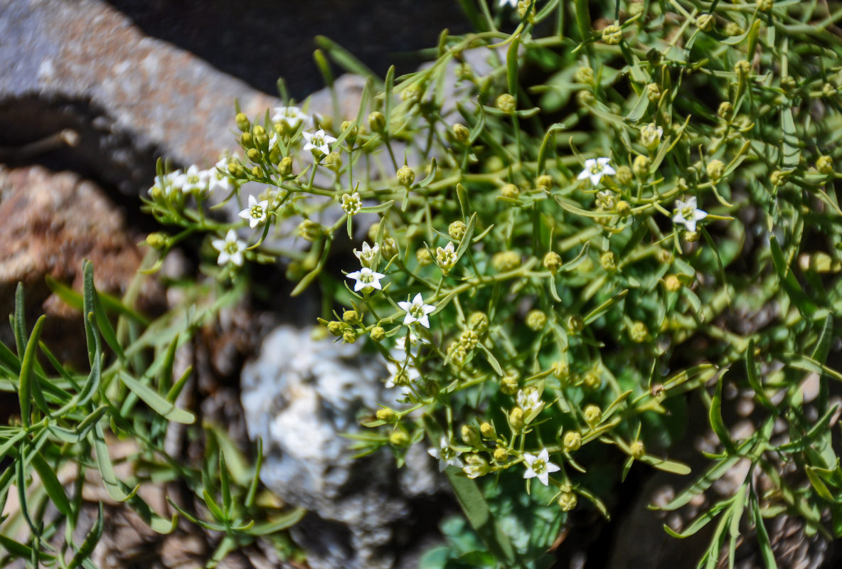 Image of genus Thesium specimen.