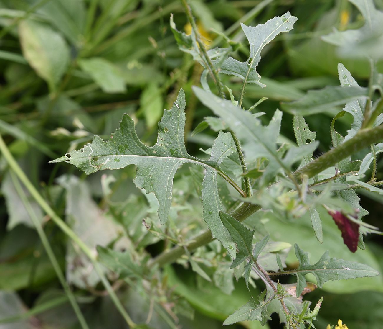 Image of Sisymbrium loeselii specimen.
