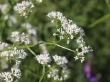 Galium pseudorivale. Верхушка цветущего побега. Узбекистан, Ташкентская обл., Пскемский хр., Угам-Чаткальский национальный парк, верховья ур. Аксарсай, около 1870 м н.у.м., каменисто-мелкоземистый склон, среди кустарников и субальпийского высокотравья. 08.06.2023.