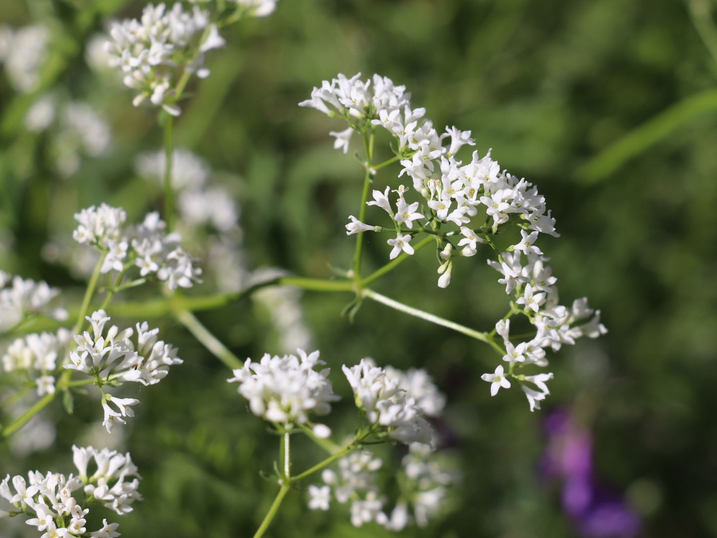 Image of Galium pseudorivale specimen.