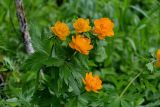 Trollius asiaticus