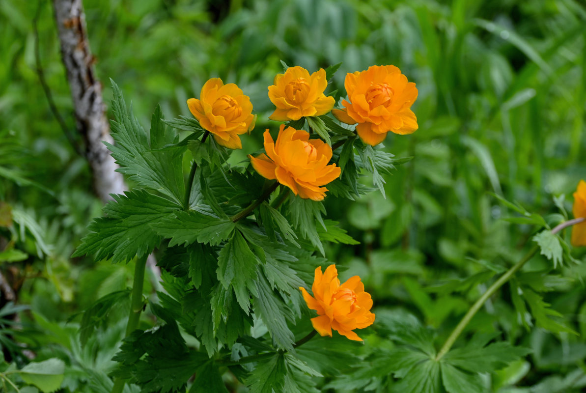 Image of Trollius asiaticus specimen.