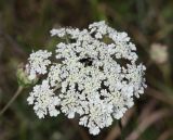 Daucus guttatus. Соцветие. Крым, Симферопольский р-н, окр. с. Урожайное, нарушенная степь. 10 июля 2023 г.