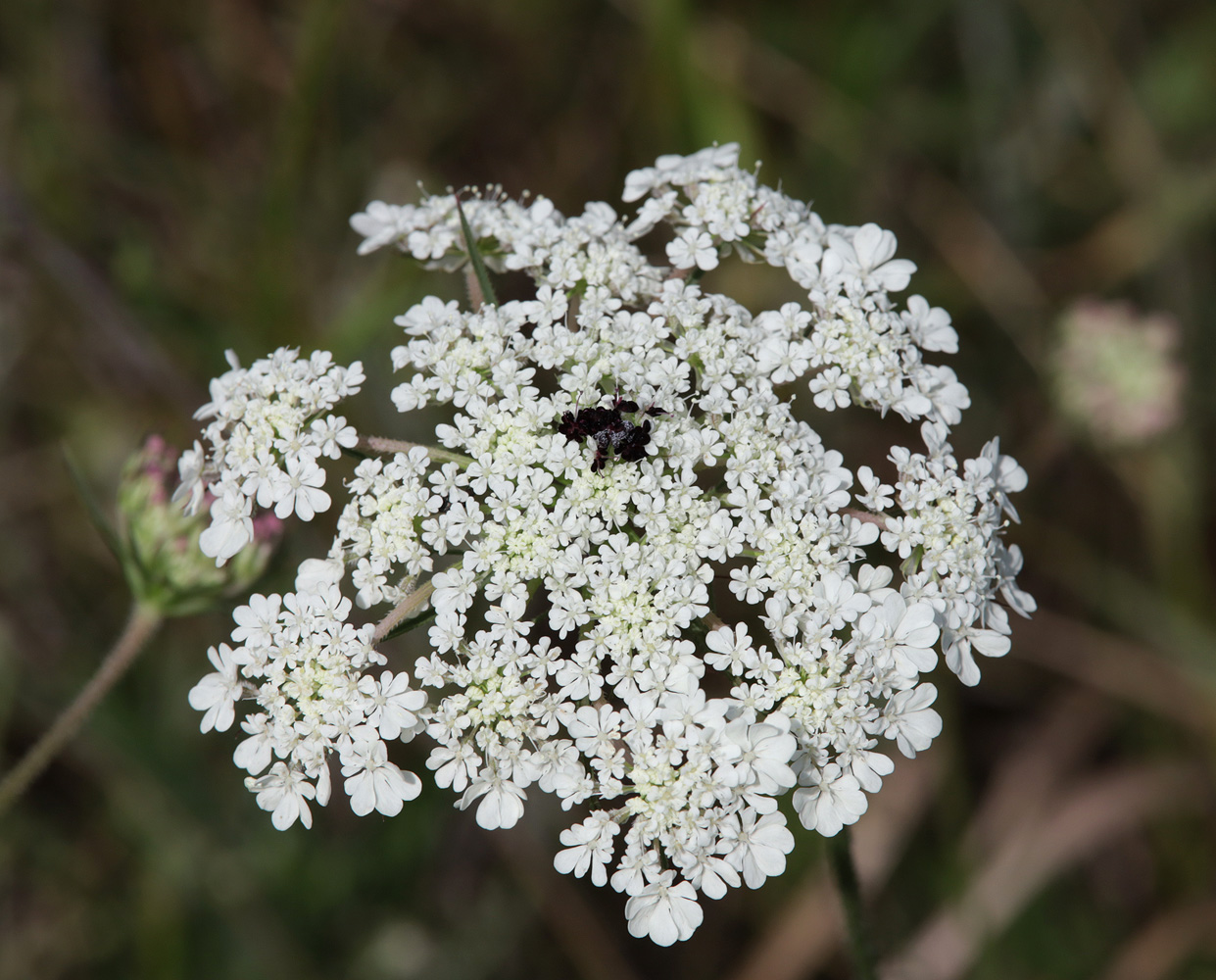 Изображение особи Daucus guttatus.