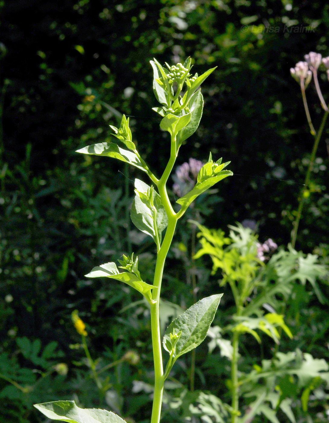 Изображение особи Doellingeria scabra.