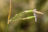 genus Dianthus. Соцветие (вид сбоку). Астраханская обл., Ахтубинский р-н, гора Большое Богдо, степной сухой склон. 19.07.2023.