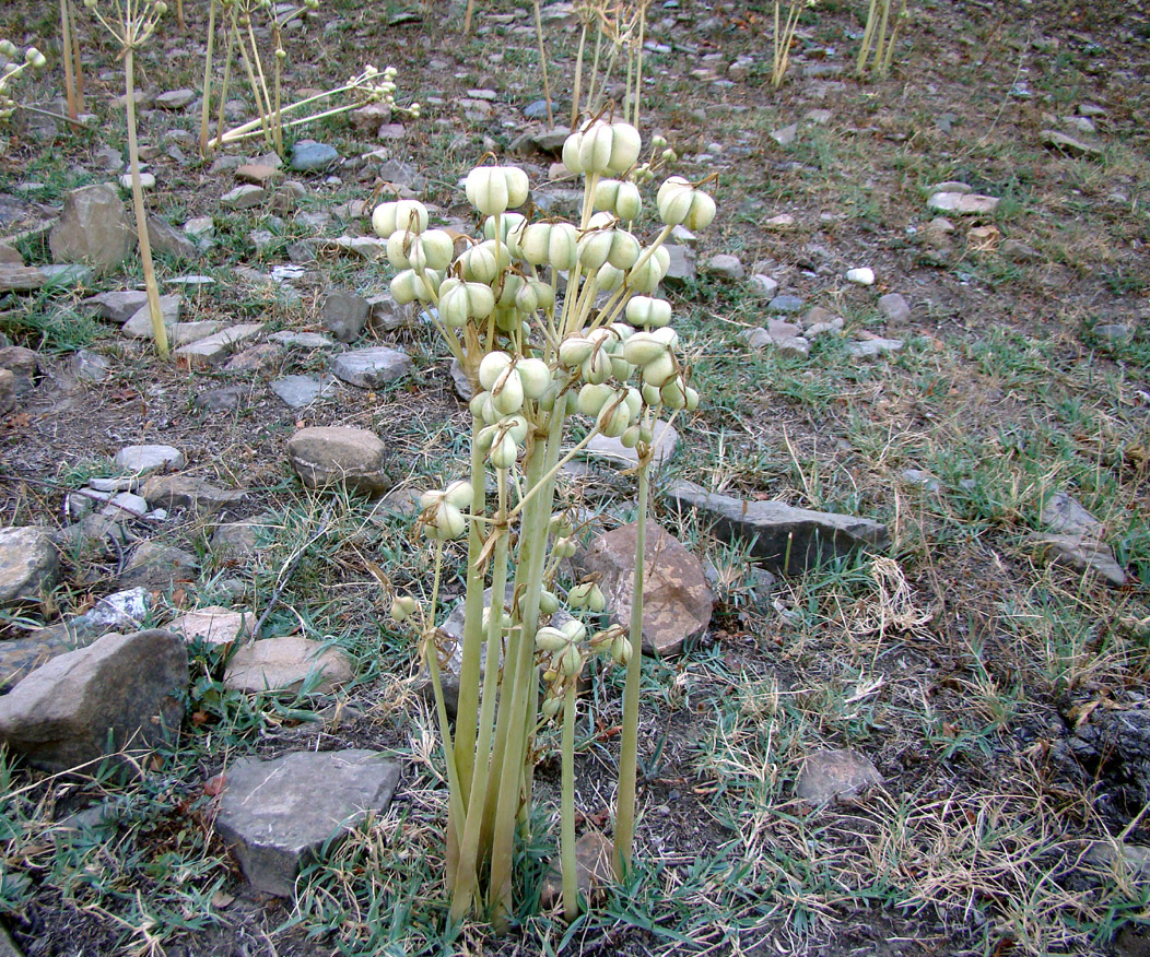 Image of Ungernia ferganica specimen.