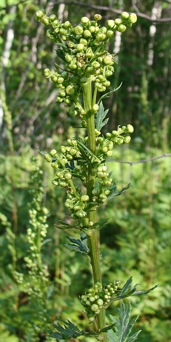 Image of Artemisia maximovicziana specimen.