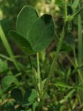 Image of taxon representative. Author is Сергей Свирин