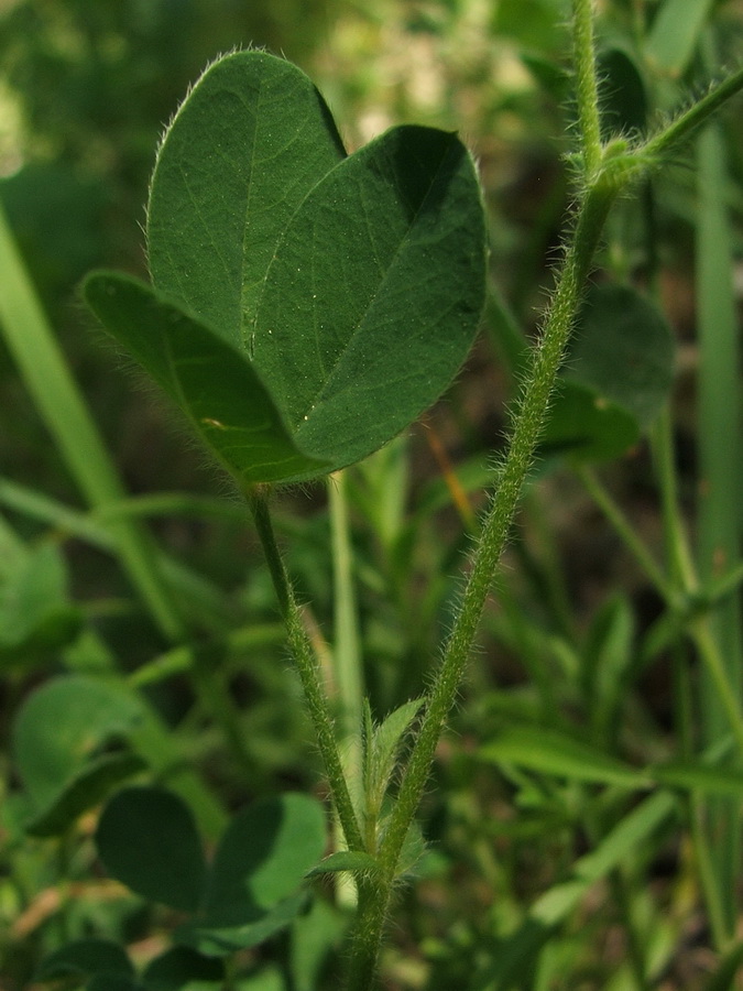 Image of Argyrolobium biebersteinii specimen.