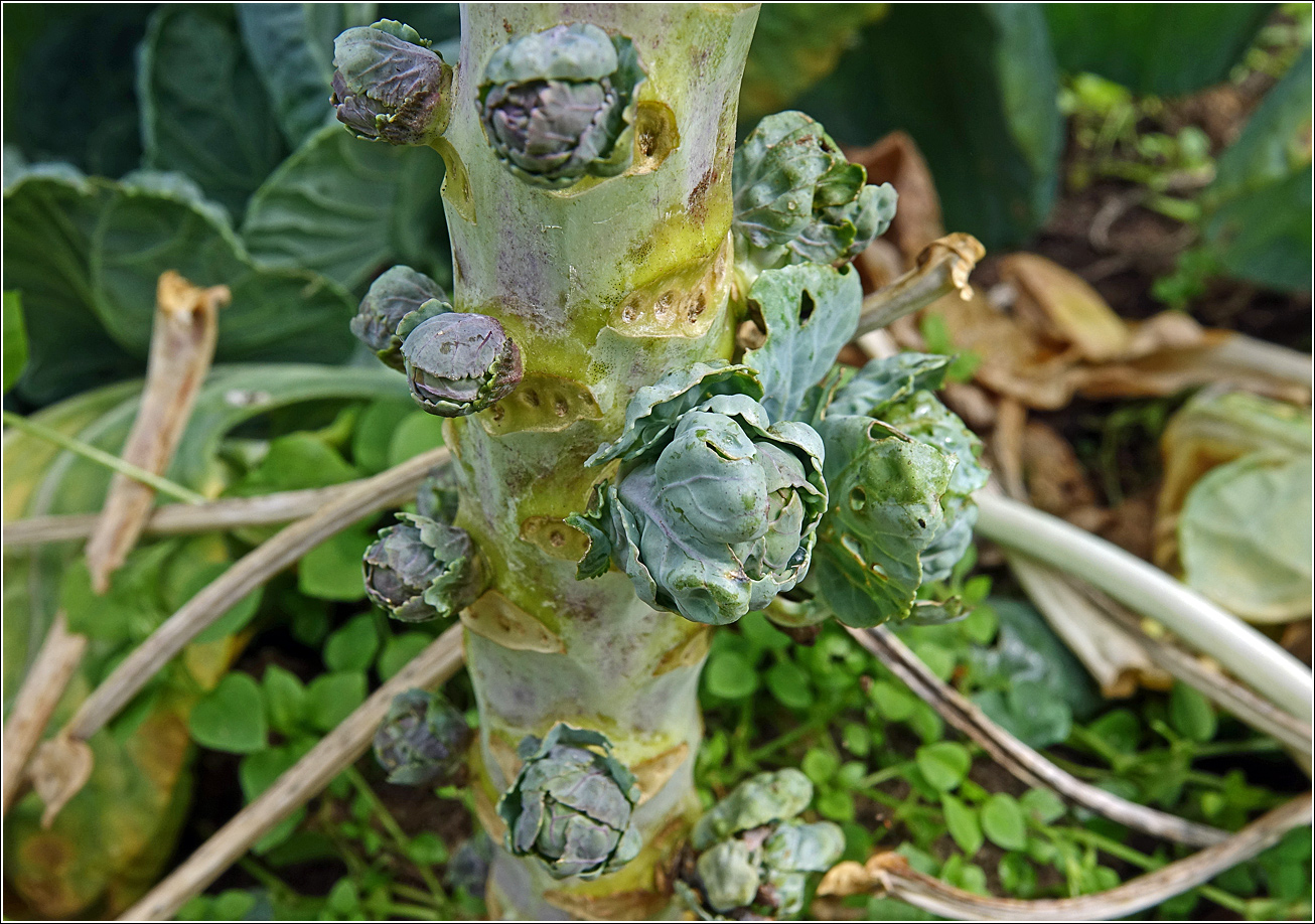 Изображение особи Brassica oleracea var. gemmifera.