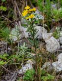 Hieracium umbellatum