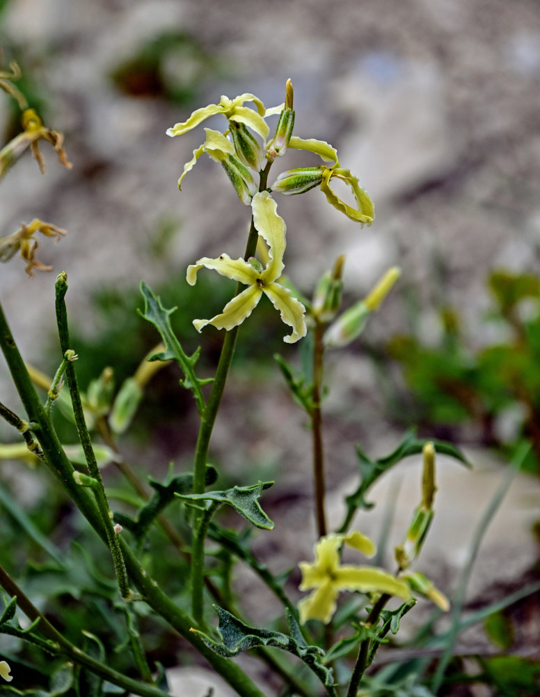 Image of genus Matthiola specimen.