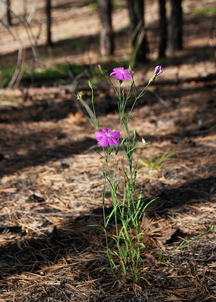 Image of Dianthus versicolor specimen.