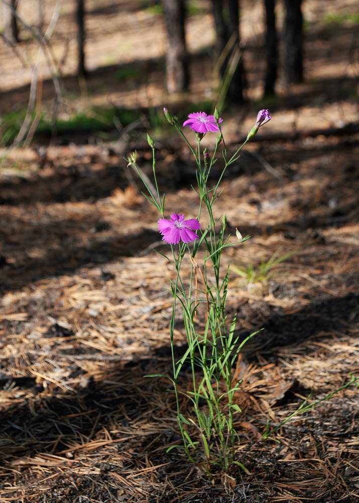 Изображение особи Dianthus versicolor.