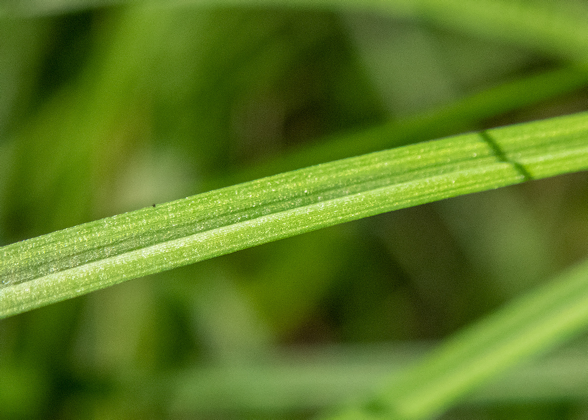 Изображение особи Carex brunnescens.