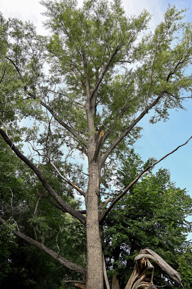 Изображение особи Populus nigra.