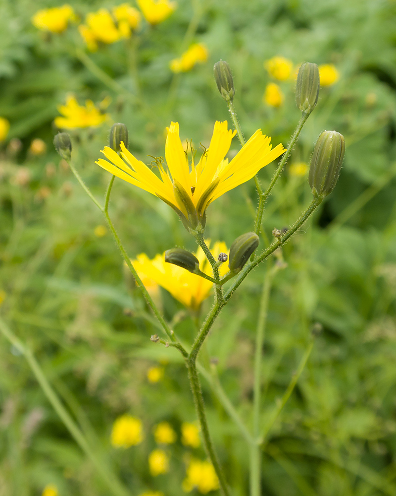 Image of Lapsana grandiflora specimen.