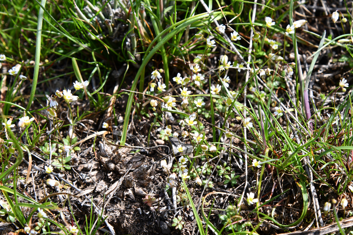 Image of Erophila verna specimen.