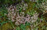 Sedum hispanicum. Цветущие растения в сообществе с Poaceae. Грузия, Имеретия, окр. монастыря Моцамета, поросший мхами каменистый участок склона. 14.06.2023.