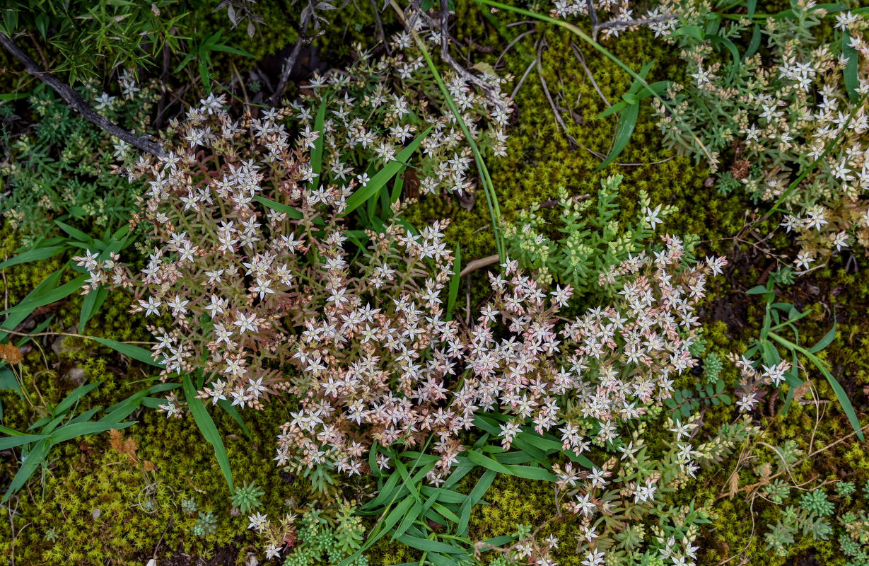 Изображение особи Sedum hispanicum.