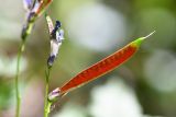 Lathyrus vernus. Незрелый плод. Москва, Лесная опытная дача РГАУ-МСХА им. К. А. Тимирязева, широколиственный лес. 26 мая 2024 г.