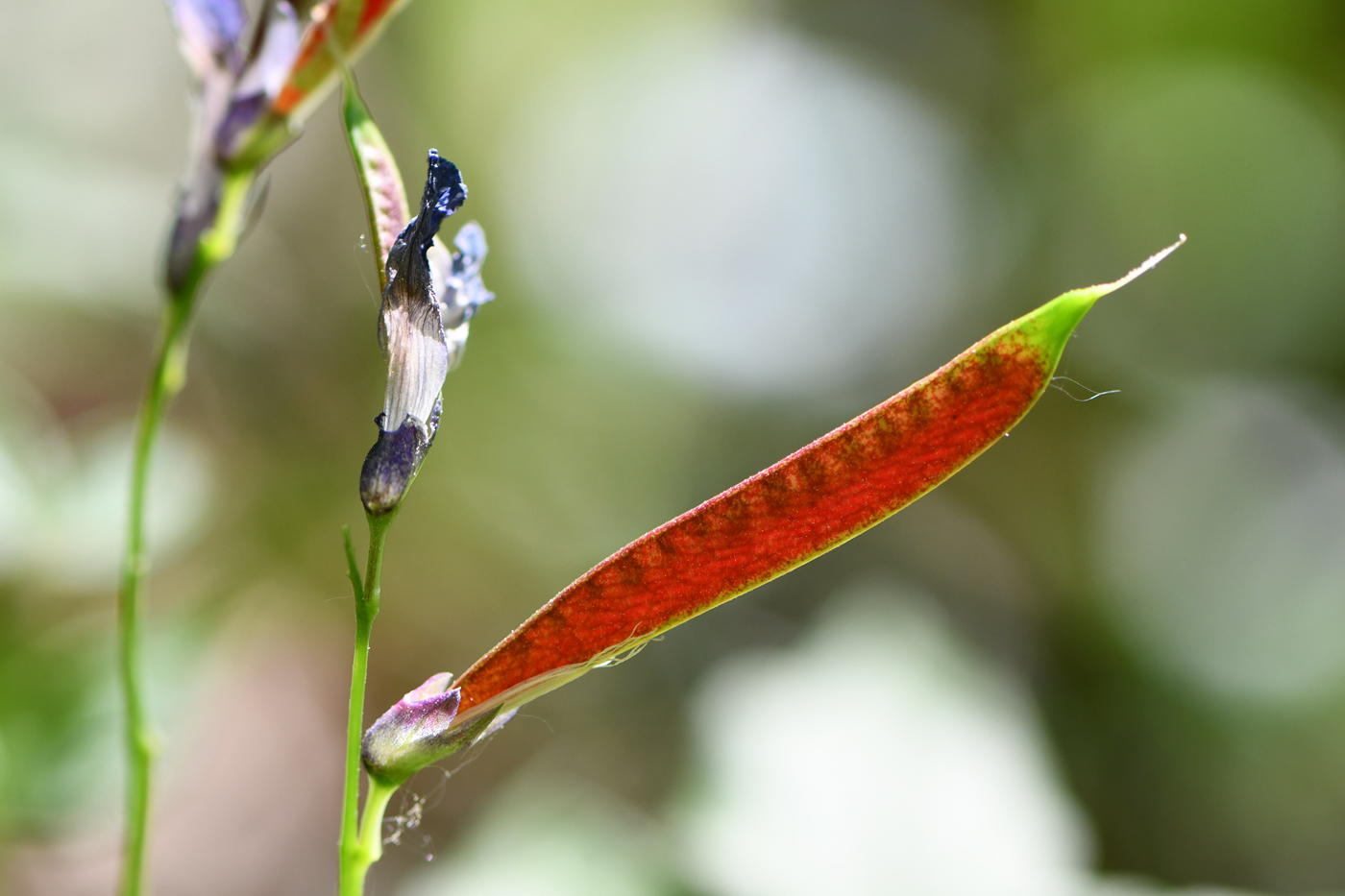 Image of Lathyrus vernus specimen.