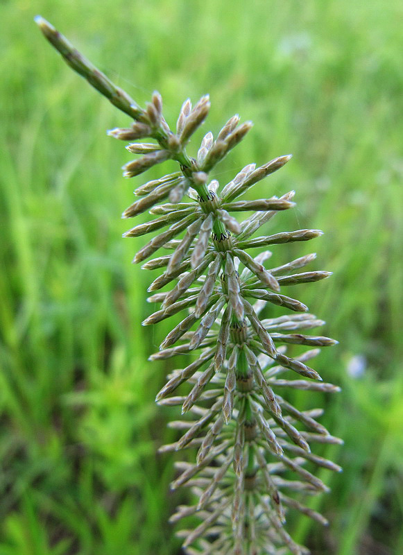 Image of Equisetum pratense specimen.