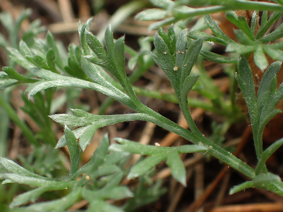 Image of Artemisia absinthium specimen.
