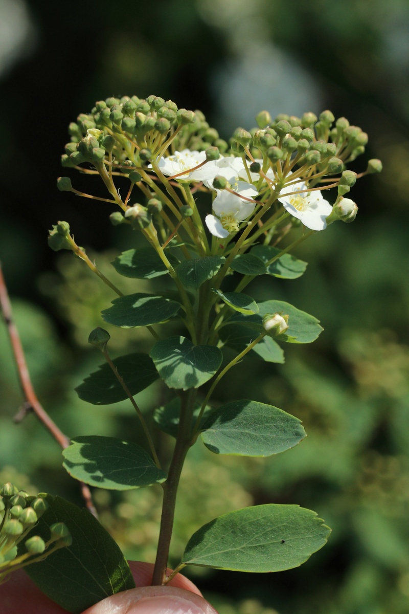 Изображение особи род Spiraea.