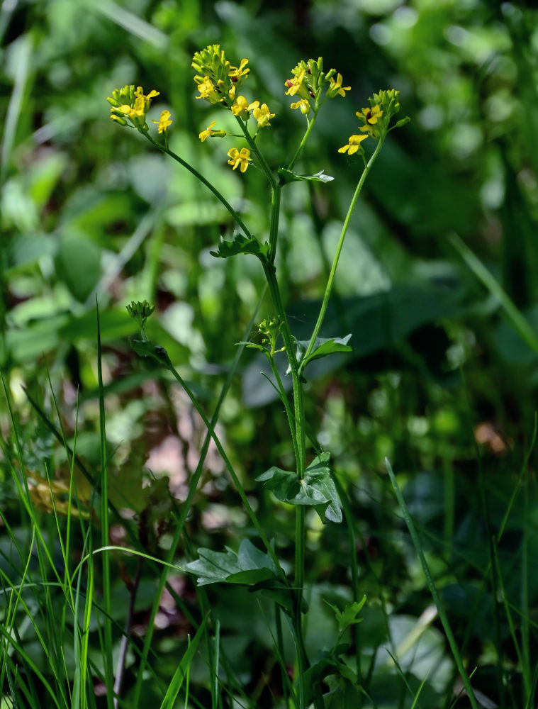 Image of Barbarea vulgaris specimen.