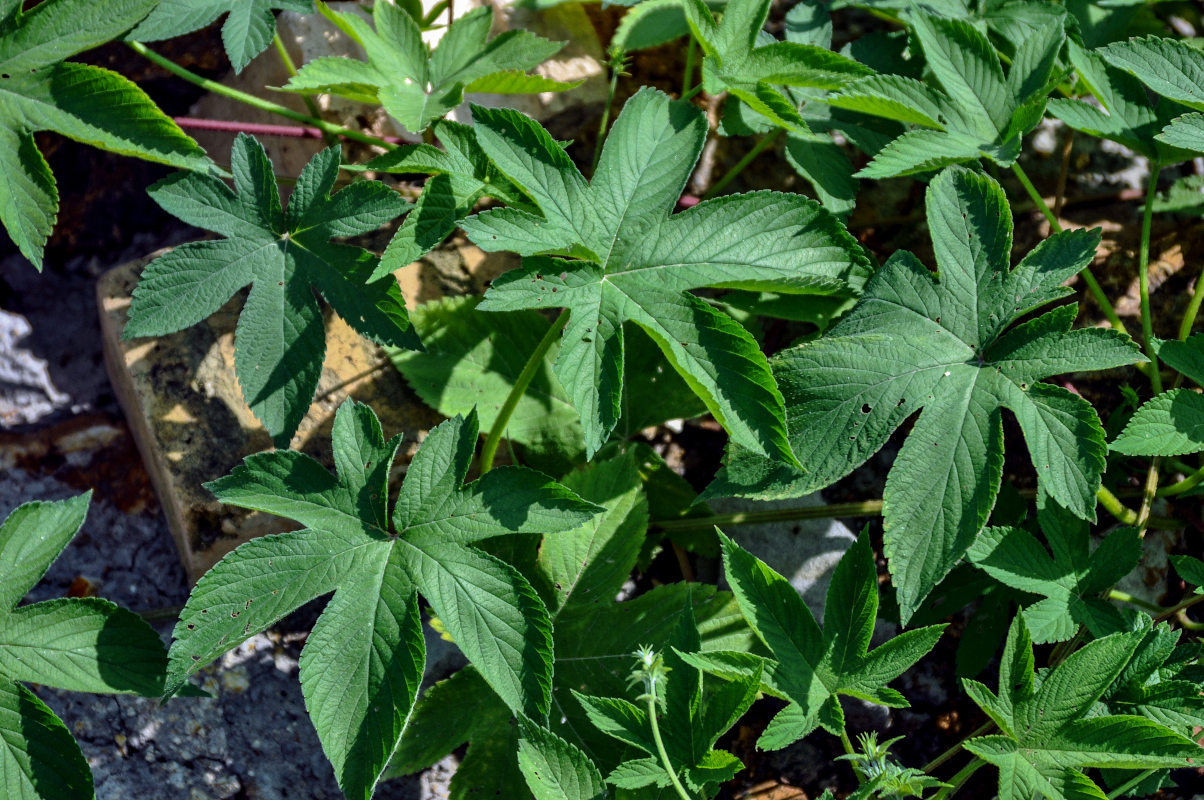 Image of Humulopsis scandens specimen.