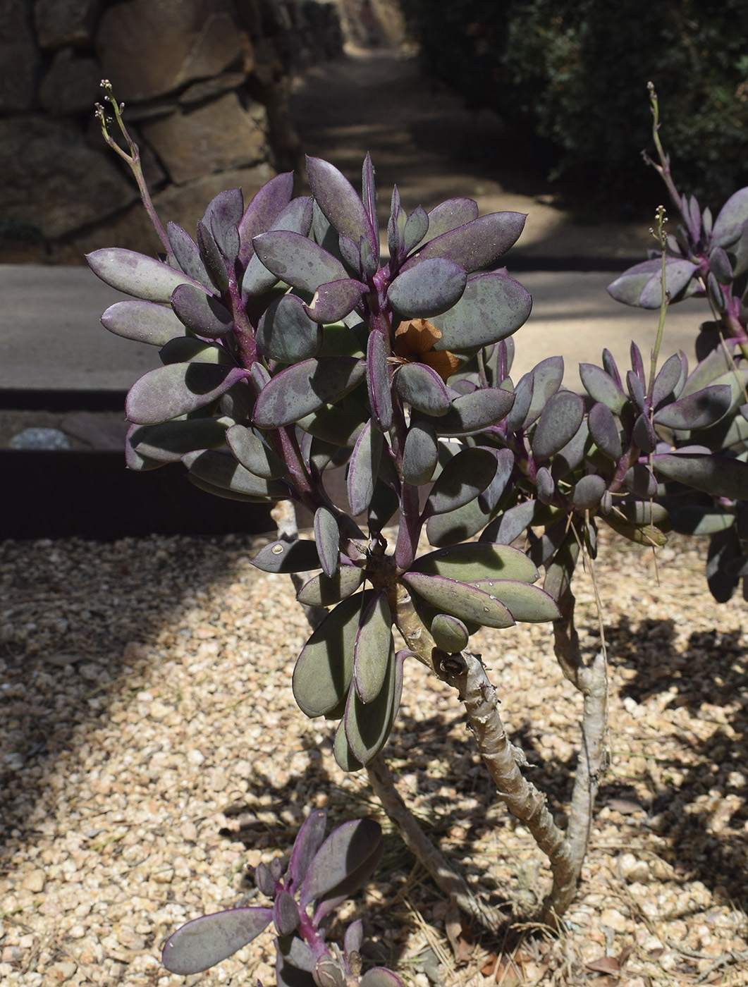 Изображение особи Senecio crassissimus.